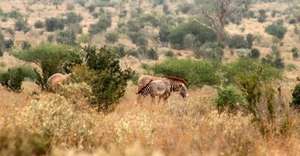 Grevy's Zebra multiplication program