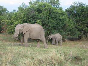 Elephants under pressure from poachers