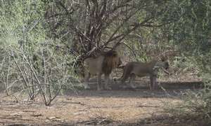 Maneaters of Tsavo