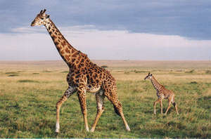 Animals dying due to lack of water