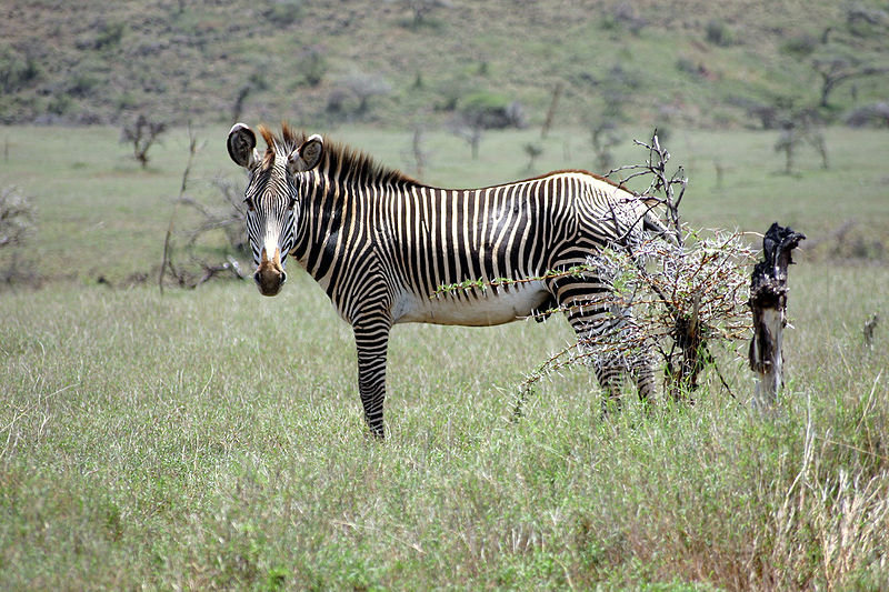 Save Endangered Zebras and Help Wild Dogs in Kenya