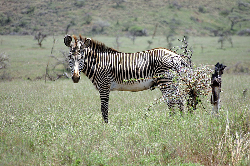 Reports on Save Endangered Zebras and Help Wild Dogs in Kenya