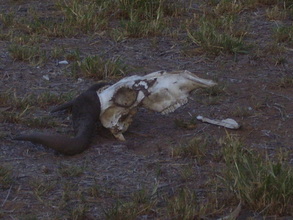 Wild animals are dying at alarming rates