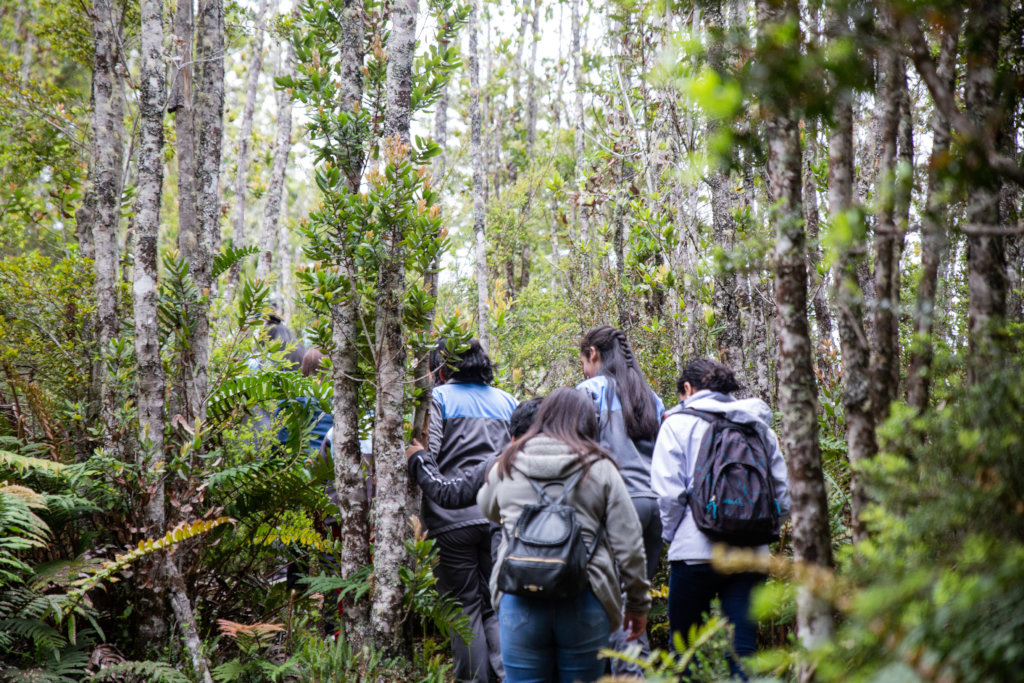 Explorando Parque Nacional Alerce Andino