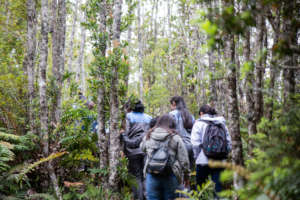 Explorando Parque Nacional Alerce Andino
