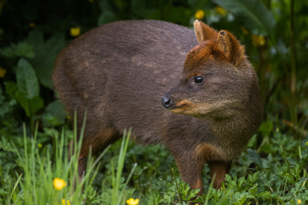 Kids for Patagonia National Parks