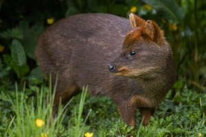 Pudu: endangered animal in Patagonia