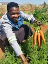 Margaret harvesting her first crop of carrots!