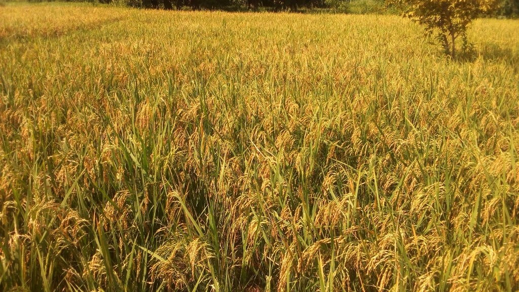 Revive 250 Farms for Disaster Victims in Nigeria