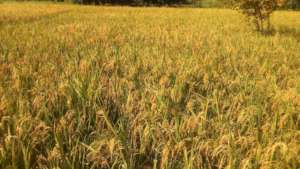 Rice Farm Field