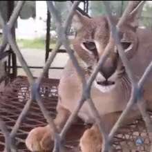 Caracal in a small hutch Taiz Zoo