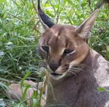 Caracal free in a repaired natural enclosure!