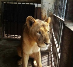 Life for a Taiiz Zoo Lion