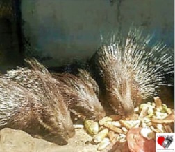 Our Indian Crested Porcupines