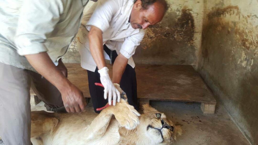 Reports on Rescue and Conserve Mission Taiz Zoo Taiz, Yemen
