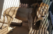 Rescue and Conserve Mission Taiz Zoo Taiz, Yemen