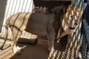 Rescue and Conserve Mission Taiz Zoo Taiz, Yemen