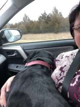 Dog Transport to Overland Park