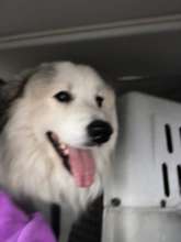 Dog Transport to Overland Park