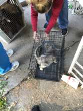 Cat rescue