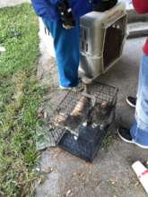 Cat Rescue