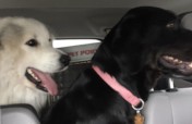 Pedaling 400 Paws per year to rescue