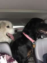 Pedaling 400 Paws per year to rescue