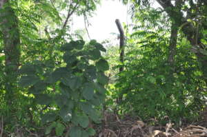 Existing Chain-Link Fence