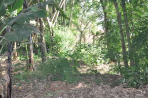 Existing Chain-Link Fence