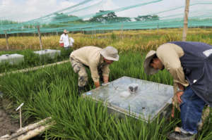 Researching carbon emissions from rice growing