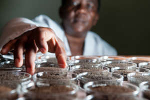 Working on soil samples in the laboratory