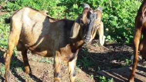 One of our 2020 goat kids who is now growing up.