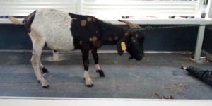 Buck 1813 in Charlie's truck, headed to a new home