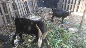 'Billy' with one of his pregnant lady does
