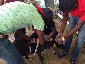 Estimating goat weight