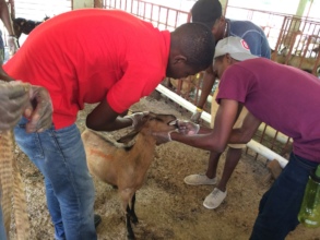 Administering dewormer treatment to a young doe