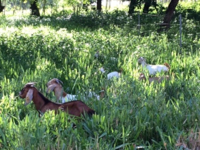 Some of the 2019 kids on pasture