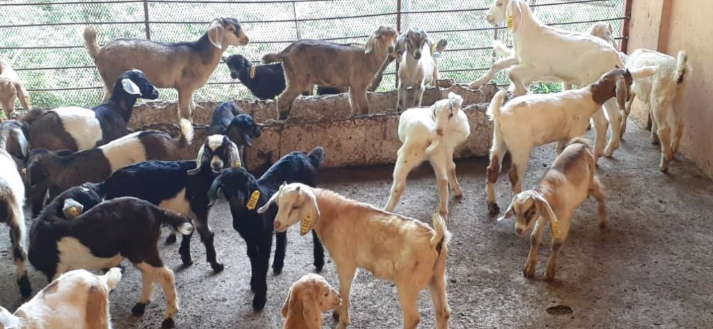 Some of our new 2021 goat kids