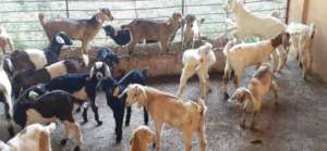 Some of our new 2021 goat kids