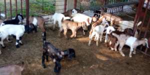 Some of our new goat kids