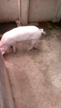 some of the pigs