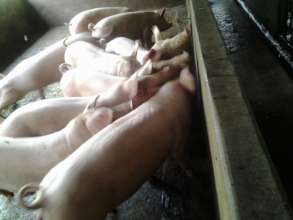 Some of the pigs being procured