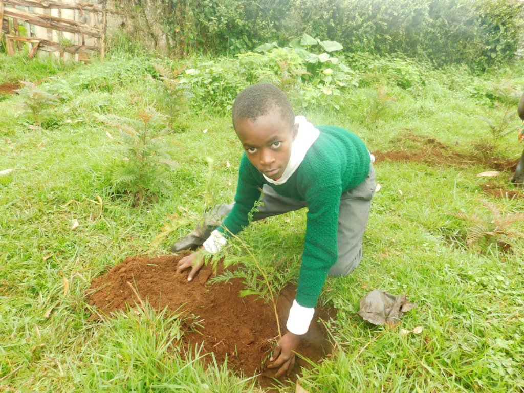 School Greening Programme for Kenyan Pupils