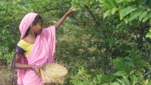 Rama Picking Fruits