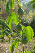 Kiruhura Microfinance Partner's Passionfruits