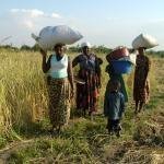 Help Build a Community Food Bank in Rural Uganda