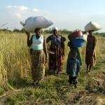Women carrying grain to be stored in the food bank