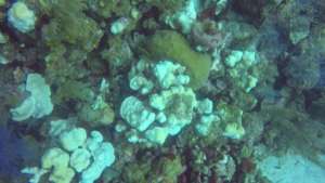 Bleached coral reef