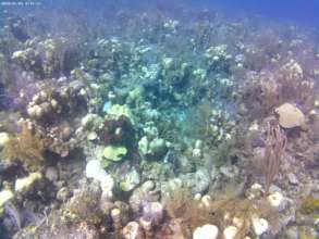 Bleached coral reef