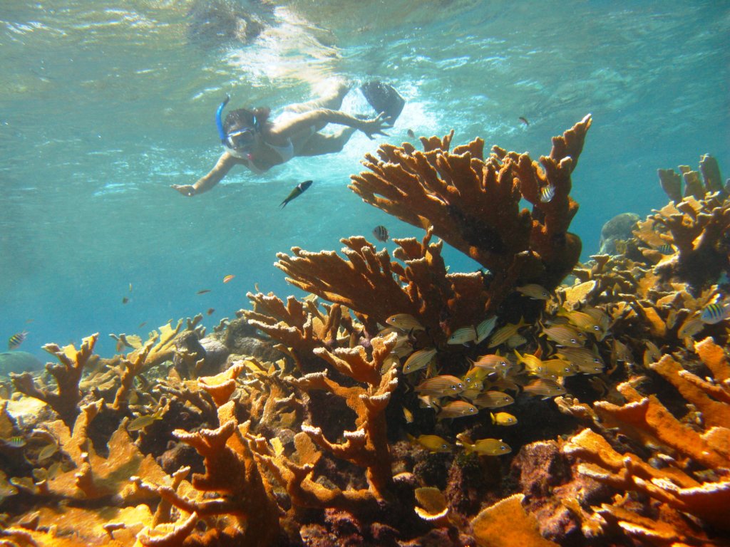 Survey the health of corals & people in San Andres